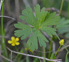 Ranunculus neapolitanus