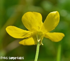 Ranunculus neapolitanus