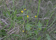 Ranunculus neapolitanus