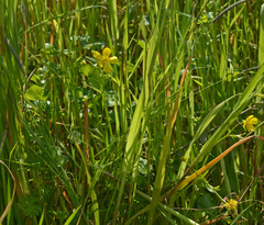 Ranunculus neapolitanus