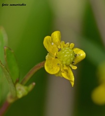 Ranunculus ophioglossifolius