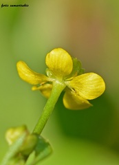 Ranunculus ophioglossifolius