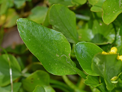 Ranunculus ophioglossifolius