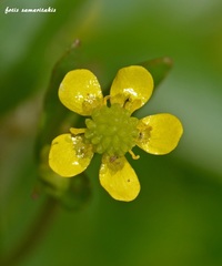 Ranunculus ophioglossifolius