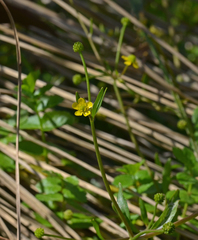 Ranunculus ophioglossifolius