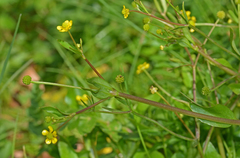 Ranunculus ophioglossifolius