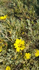 Cistus halimifolius