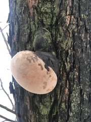 Phellinus igniarius