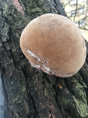 Phellinus igniarius