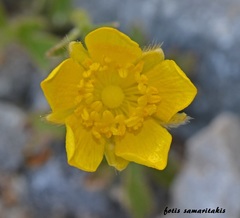 Ranunculus paludosus