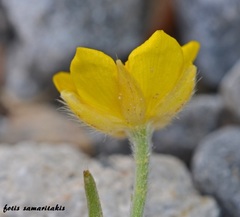 Ranunculus paludosus
