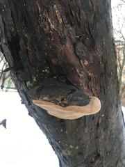 Phellinus igniarius