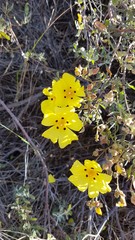 Cistus halimifolius