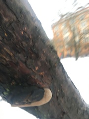 Phellinus igniarius