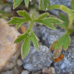 Ranunculus paludosus