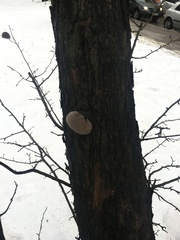 Phellinus igniarius