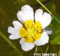 Ranunculus saniculifolius