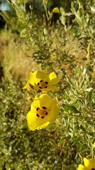 Cistus halimifolius