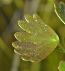 Ranunculus saniculifolius