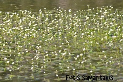 Ranunculus saniculifolius