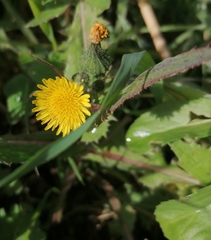 Sonchus oleraceus