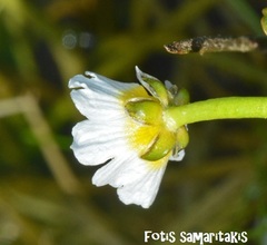 Ranunculus saniculifolius