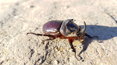 Oryctes nasicornis grypus
