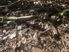 Leiocephalus cubensis