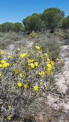Cistus halimifolius