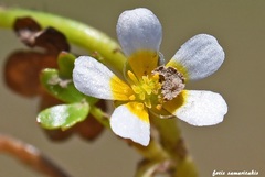 Ranunculus saniculifolius