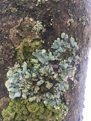 Parmelia sulcata