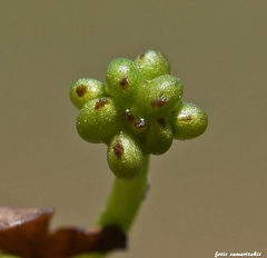 Ranunculus saniculifolius