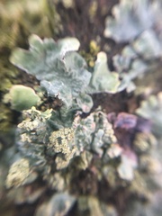 Parmelia sulcata