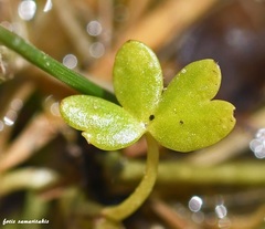 Ranunculus saniculifolius