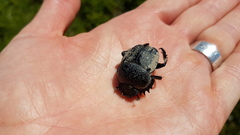 Scarabaeus cicatricosus