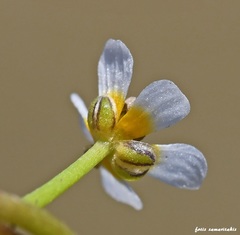 Ranunculus saniculifolius