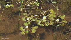 Ranunculus saniculifolius