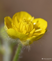 Ranunculus sprunerianus
