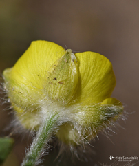 Ranunculus sprunerianus