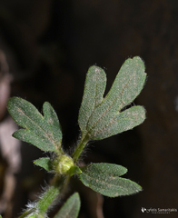 Ranunculus sprunerianus