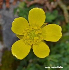 Ranunculus subhomophyllus