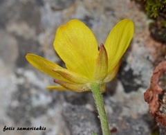 Ranunculus subhomophyllus