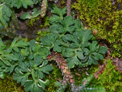 Ranunculus subhomophyllus