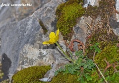Ranunculus subhomophyllus