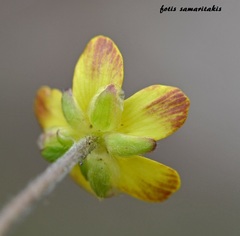 Ranunculus subhomophyllus