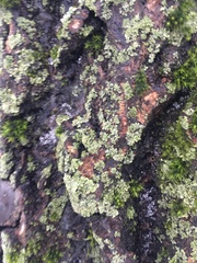 Physciaceae