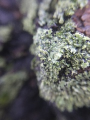 Physciaceae