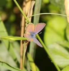 Leptotes trigemmatus