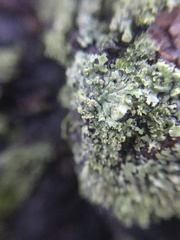 Physciaceae