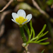 Ranunculus trichophyllus - Photo 由 fotis-samaritakis 所上傳的 (c) fotis-samaritakis，保留部份權利CC BY-NC